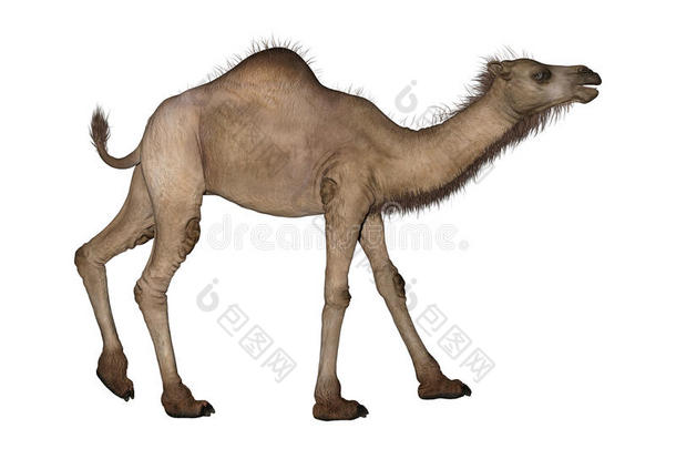 骆驼或阿拉伯骆驼