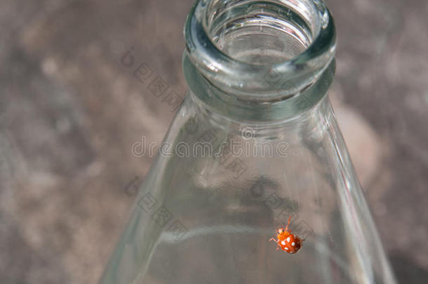 瓶子上的甲虫，圆点瓢虫