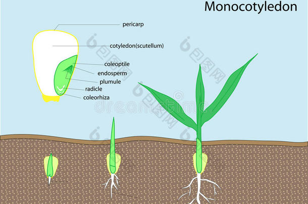 植物种子