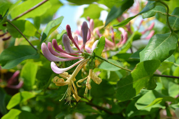 开花金银花（金银花。）