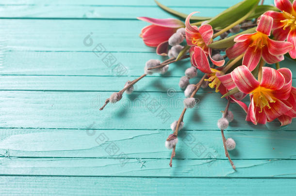 清新的春天粉红色郁金香花，柳树枝上的绿色pa