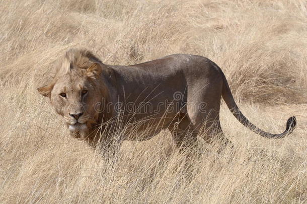 一只在伊托沙草原上站立的雄狮