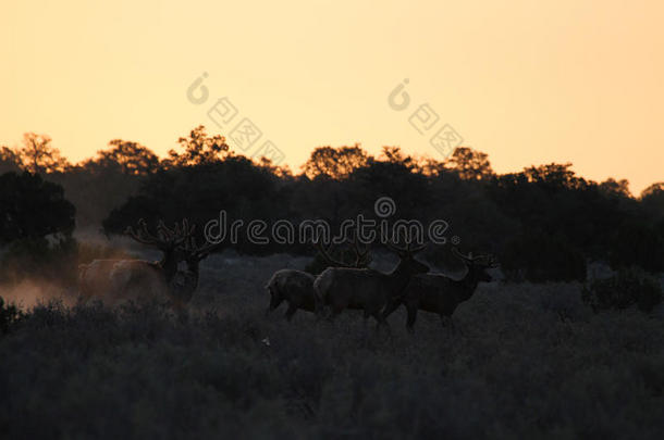 天鹅绒里的公牛麋鹿在日出时奔跑