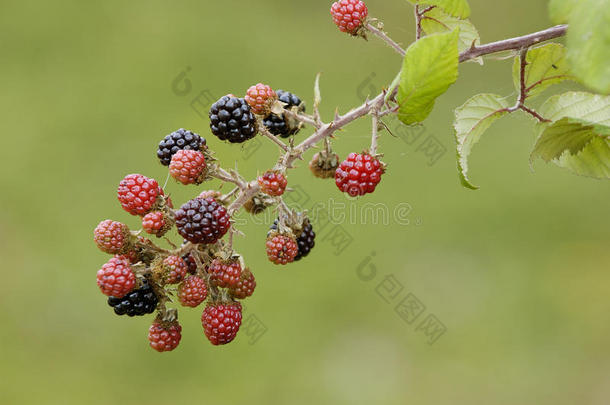 荆棘或野生黑莓