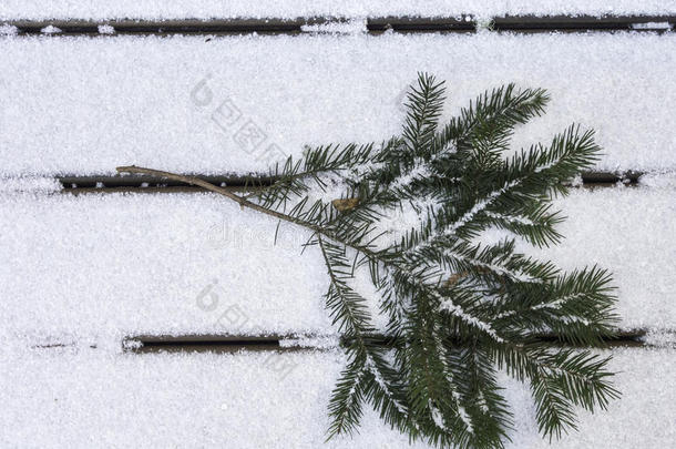 <strong>道格拉斯</strong>冷杉树枝在雪面向右