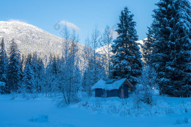 阿尔卑斯山北极的生物群系加拿大寒冷的