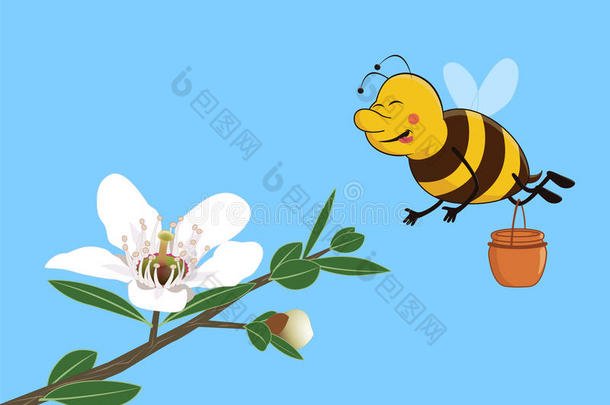 可爱的蜜蜂从曼努卡花中收集蜂蜜