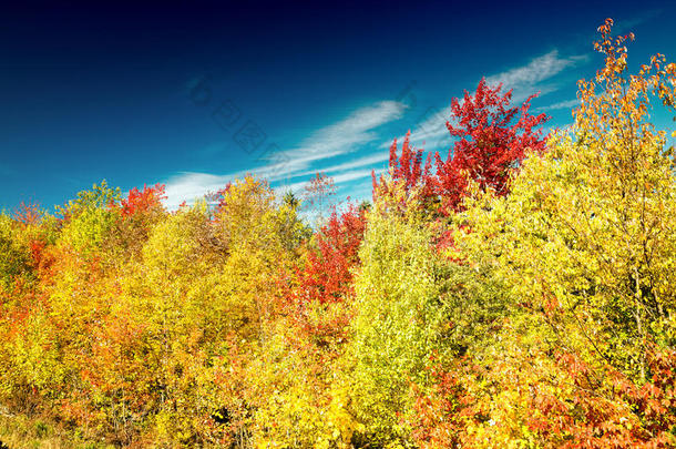 秋天的风景。 树叶和树的背景，红色的叶子