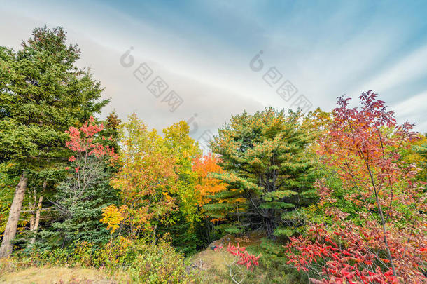 秋天的风景。 树叶和树的背景，红色的叶子