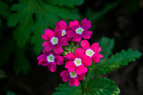 花园里的花