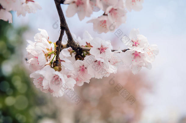 樱花，樱花季节背景。