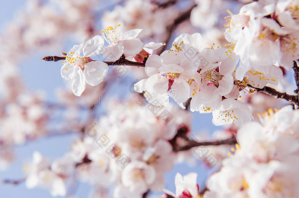 樱花，樱<strong>花季</strong>节背景。