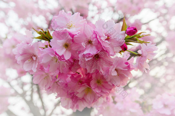 樱花，樱花季节背景。