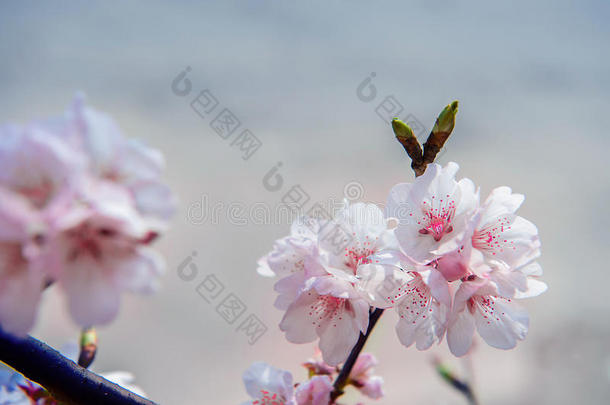 樱花软焦点，樱花季节背景