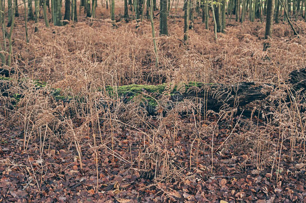 倒下的树干躺在秋天森林中死去的蕨类植物之间。