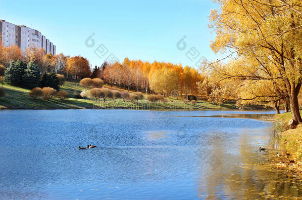 美丽的秋天公园。 明斯克的秋天。 秋天的树木和树叶。 秋天的风景。秋天的公园。 秋天的森林。