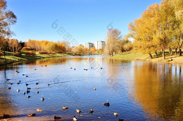 美丽的秋天公园。 明斯克的秋天。 秋天的树木和树叶。 秋天的风景。秋天的公园。 秋天的森林。