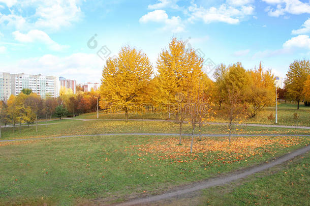 美丽的秋天公园。 明斯克的秋天。 秋天的树木和树叶。 秋天的风景。秋天的公园。 秋天的森林。