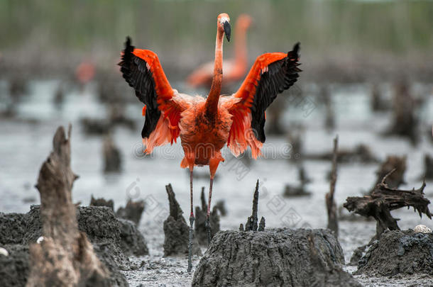 美国火烈鸟或加勒比火烈鸟(PhoenicopterusRuberRuber)。 大火烈鸟的殖民地在巢穴上。