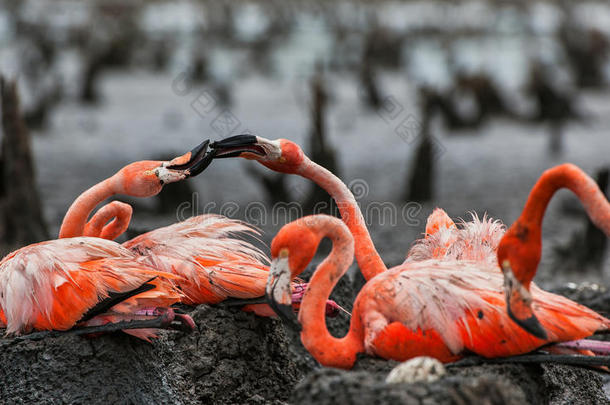 美国<strong>火烈鸟</strong>或加勒比<strong>火烈鸟</strong>(PhoenicopterusRuberRuber)。 大<strong>火烈鸟</strong>的殖民地在巢穴上。