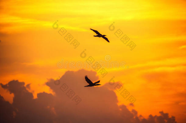 日出时天空中的飞鸟。 美丽的云景作为一个巴