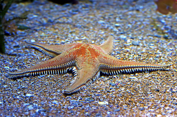 水族馆加勒比珊瑚垫生活