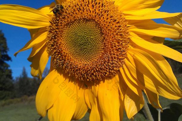 蜜蜂吹明亮的缺陷花