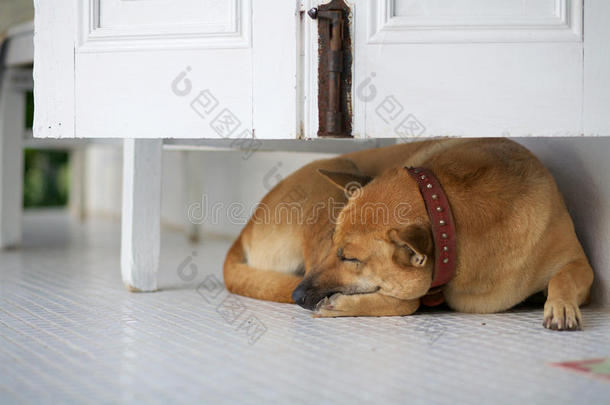 一只狗睡在柜子下面