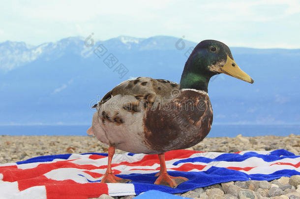 小鸭子在山湖的海滩上