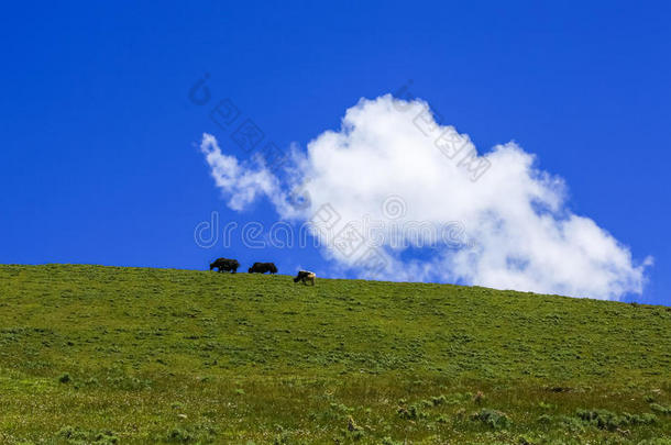 美丽的瓷器县草地高地