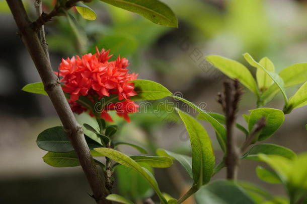 美丽的红色红宝石科花在它的树上