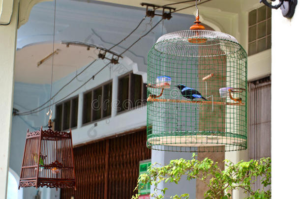 泰国笼子里的仙女蓝鸟