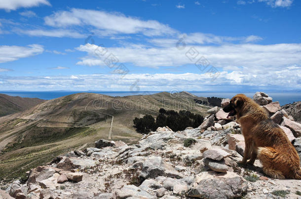 玻利维亚索尔岛<strong>美丽风景</strong>的狗
