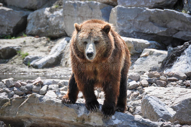 加拿大魁北克圣菲利<strong>西安</strong>动物园的灰熊