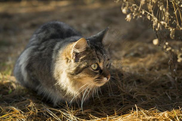 动物秋天猫关闭特写镜头