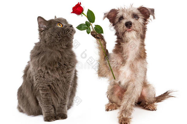 可爱的狗给猫送花