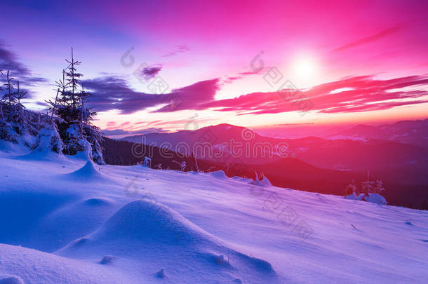 山中五颜六色的冬季景观。 日落时白雪覆盖的针叶树的景色。