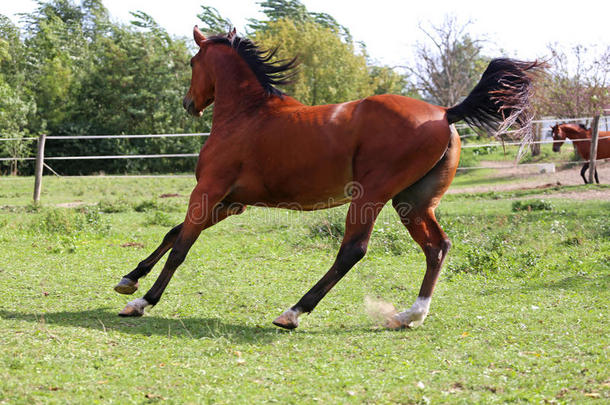 美丽的阿拉伯种马在夏天的牧场上<strong>飞驰</strong>