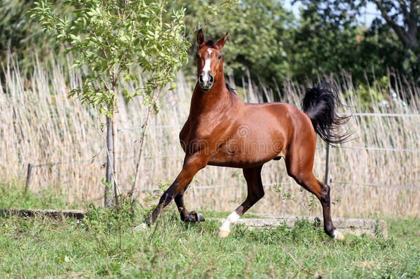 阿拉伯品种的马在绿色的夏季牧场上飞驰
