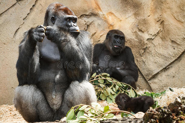 塔龙加动物园的大猩猩家族