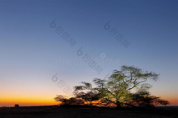 美丽的生命之树和蓝色的灯光，HDR