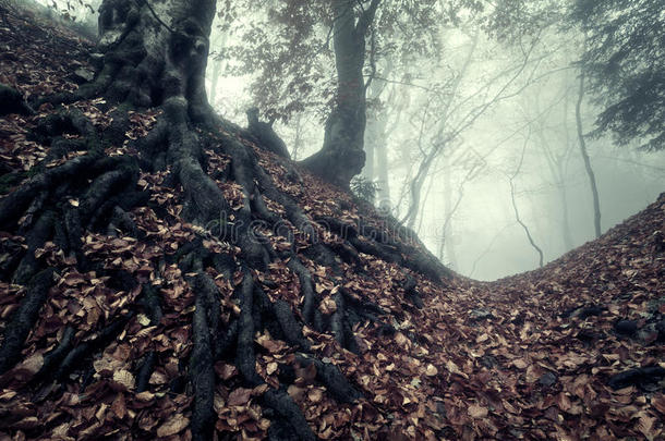 秋天的森林在雾中。 美丽的自然景观。 <strong>复古风</strong>格