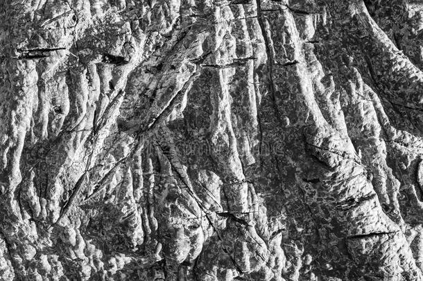 特写镜头显示了一个古老的猴面包树树干的纹理