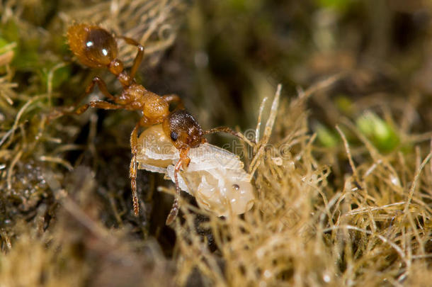 普通红蚂蚁（红毛蚁）与蛹