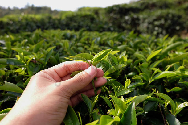 手收集茶叶