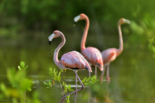 加勒比海<strong>火烈鸟</strong>(PhoenicopterusRuberRuber)在古巴的池塘上。