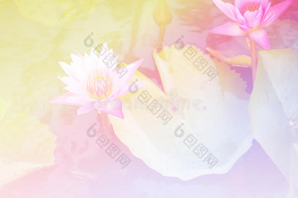 美丽柔和的颜色，粉红色和蓝色的花朵背景，自然-莲花