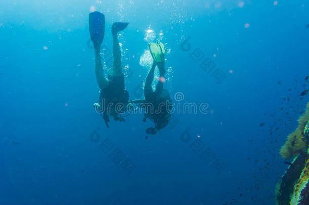潜水员蓝水水肺潜水在鲨鱼岛的高涛