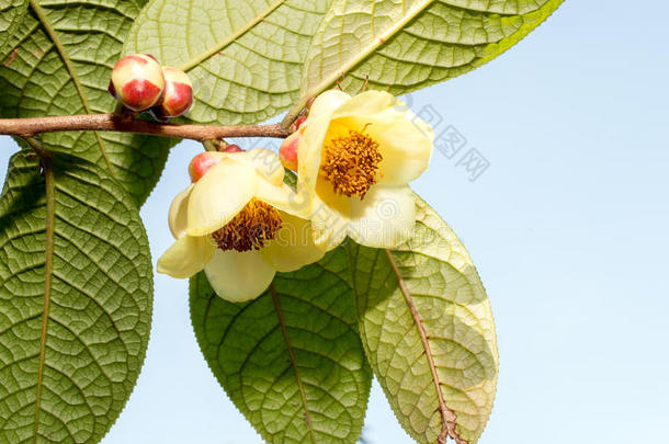 山茶花(山茶花，Chang等。 梁)