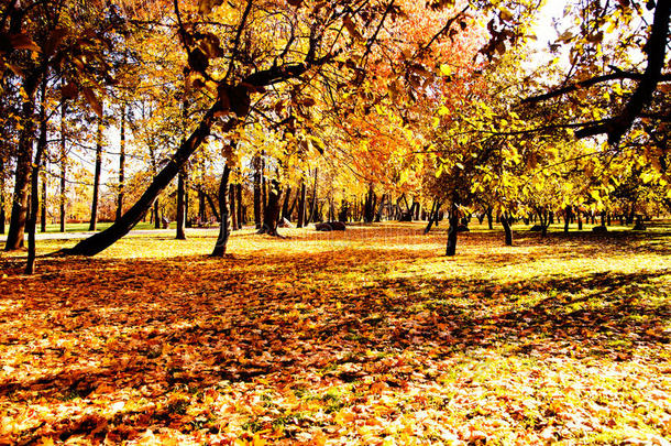 秋天。秋天。秋天的公园。秋树秋叶